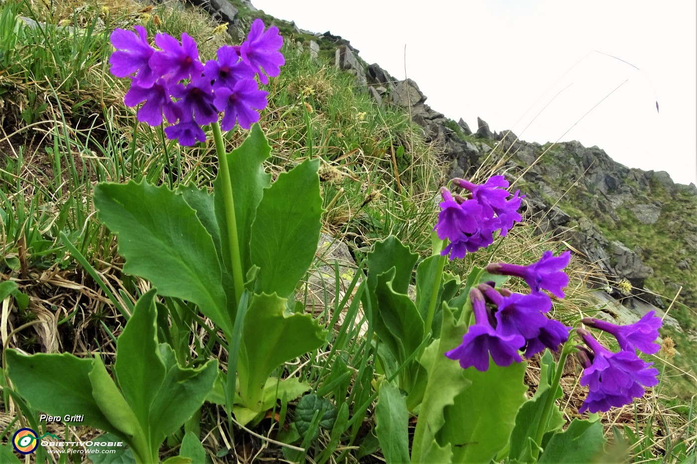 51 Primula vischiosa (Primula latifolia ).JPG